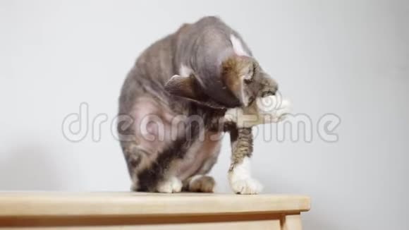 一只猫坐着洗它的爪子的肖像视频的预览图