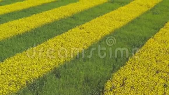 油菜和小麦在一片条纹黄绿野上的格局无人驾驶飞机的视角视频的预览图
