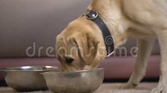 宠物碗动物饲养设备中的口渴纯种狗饮用水视频的预览图