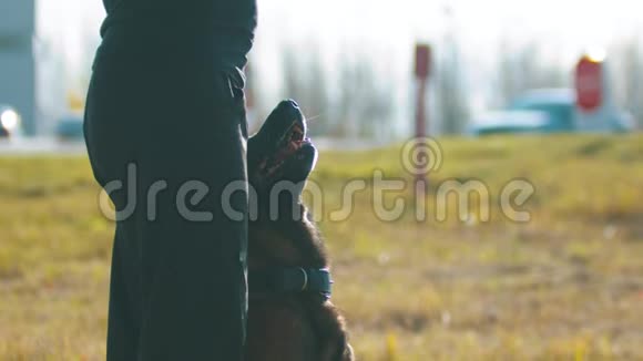 一名男子教练和他的德国牧羊犬散步视频的预览图
