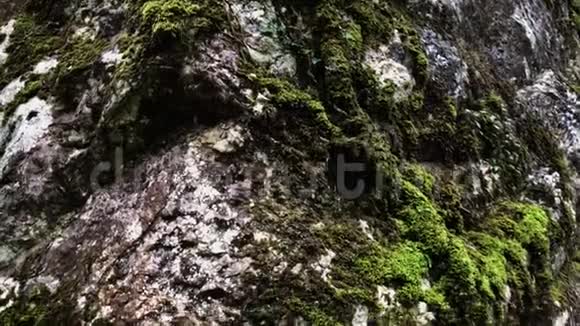 岩石上的绿色生动的苔藓视频的预览图
