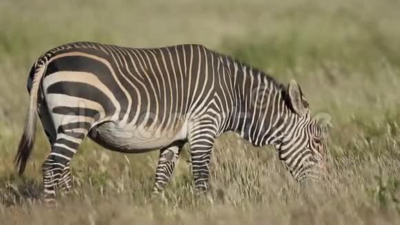 放牧的开普山斑马南非视频的预览图