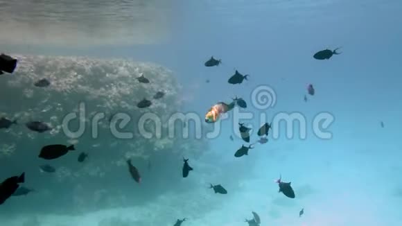 鹦鹉鱼的背景是五颜六色的美丽的鱼不同大小的背景是珊瑚礁活生生的视频的预览图