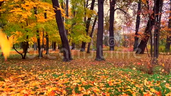 在一个美丽的公园里阳光明媚的日子里黄色的秋叶飘落下来视频的预览图