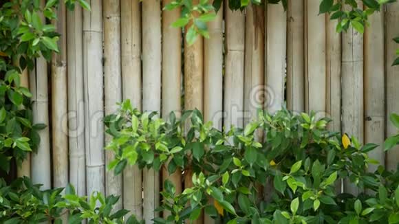 竹篱笆周围植被茂盛泰国耐用的竹篱笆和明亮的绿色灌木丛自然背景视频的预览图