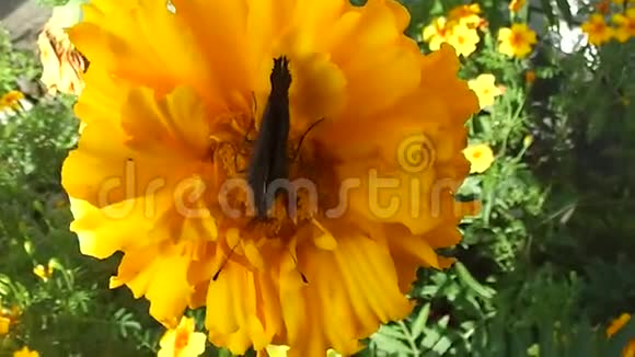 想要颜色的花朵上的昆虫蝴蝶采集花蜜视频的预览图