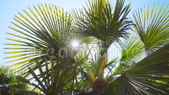 太阳阳光穿过棕榈树的叶子透镜耀斑效应视频的预览图