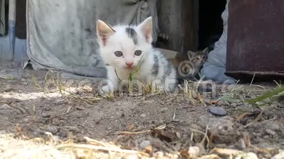 院子里的村子里有两只小猫一只是黄色和灰色另一只是白色和黑色视频的预览图