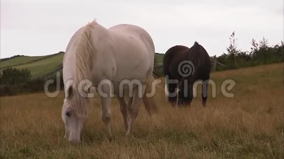 三匹马在吃东西视频的预览图