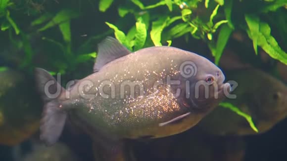 在水族馆里游泳的红腹食人鱼的特写镜头带有金色闪闪发光鳞片的热带鱼美丽的观赏宠物视频的预览图
