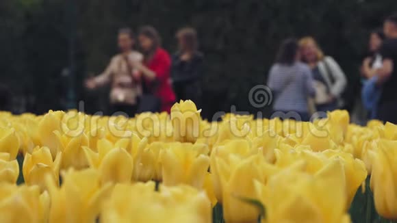 美丽的春天黄色的郁金香花在城市的绿色花坛上视频的预览图