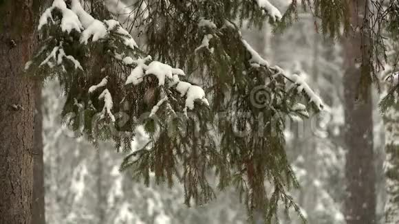 森林公园下大雪视频的预览图