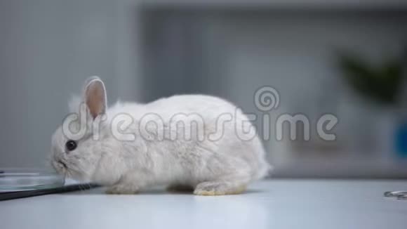 兔子用医生和培养皿跳在桌子上在实验实验室逃跑视频的预览图