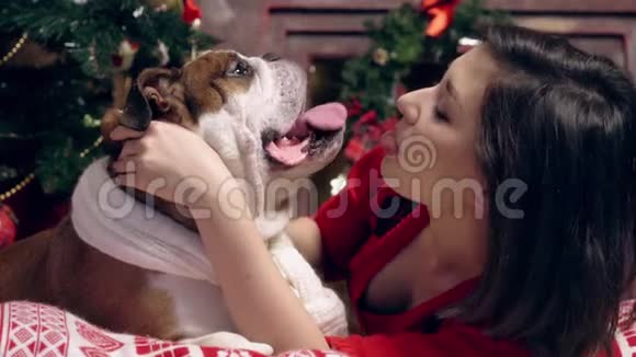 迷人的亚洲女孩爱和爱抚一个可爱有趣的斗牛犬在圣诞树下女孩吻了一只狗圣诞节新视频的预览图
