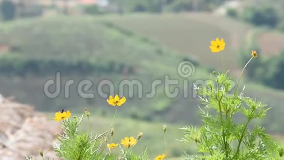 在花园里随风摇摆的黄花或三叶草视频的预览图