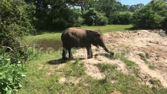斯里兰卡亚拉大象吃草和灌木视频的预览图