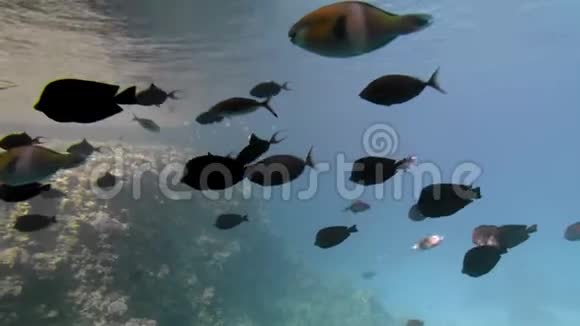 在珊瑚礁的背景上不同大小的条纹和五颜六色的美丽鱼类鱼用照相机游泳视频的预览图