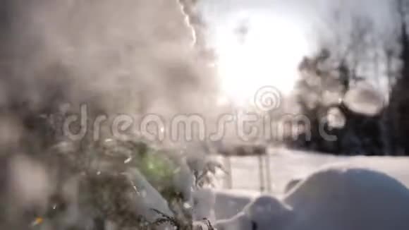 从树枝上飘落的雪花视频的预览图