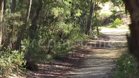 一条树林里的小径视频的预览图