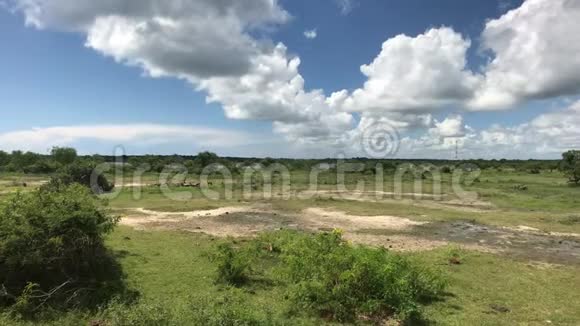 斯里兰卡亚拉地平线上的野生动物视频的预览图