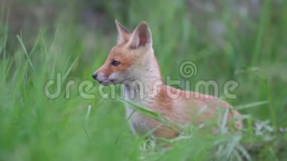 可爱的红狐崽站在草地上看着镜头外阴视频的预览图