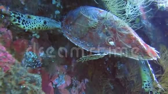 海龟用尖尖的嘴咬硬珊瑚海龟是由一种海洋动物喂养的颜色漂亮的乌龟视频的预览图