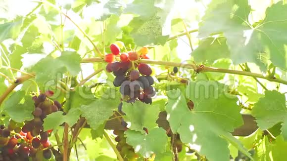 葡萄园树枝上的黑葡萄特写成熟的有机水果阳光明媚视频的预览图