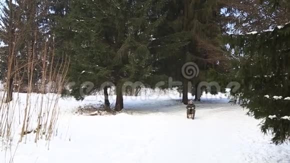 人在雪橇上滑下来视频的预览图