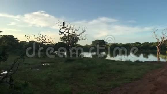 斯里兰卡亚拉湖泊和乡村公路视频的预览图