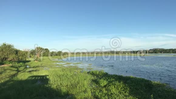 斯里兰卡亚拉森林湖清晨视频的预览图