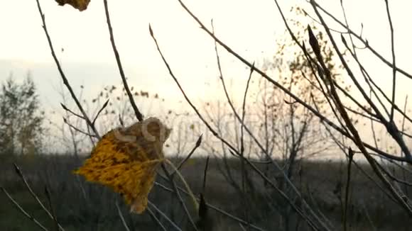秋天的景色枯黄的叶子在田野里的夕阳下随风摇曳在树枝上复制空间特写镜头视频的预览图