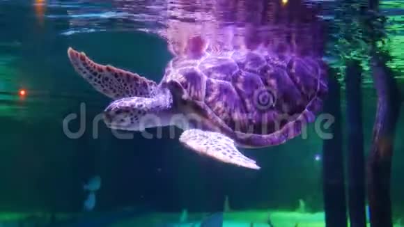 绿海龟在水箱里游泳视频的预览图