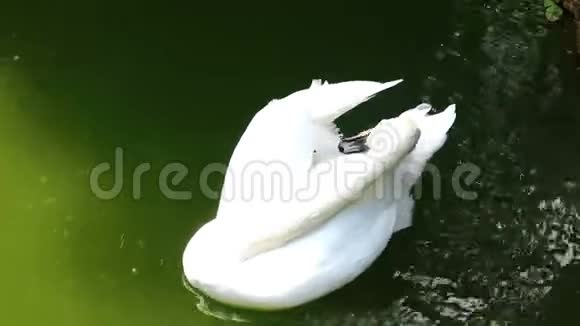 白天鹅在池塘里游泳视频的预览图