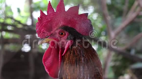 有红色羽冠的成年公鸡好奇的公鸡视频的预览图