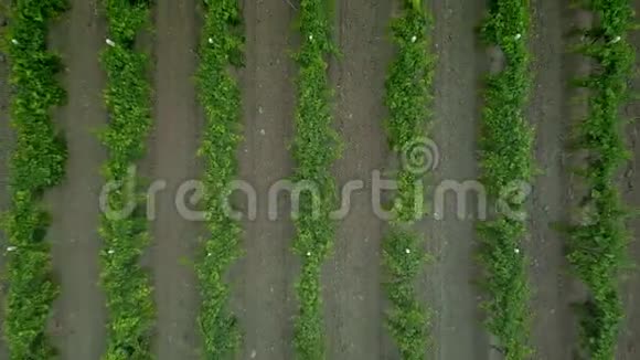 空中无人机视频葡萄园葡萄藤领域的葡萄酒乡村农场的俯视图显示视频的预览图