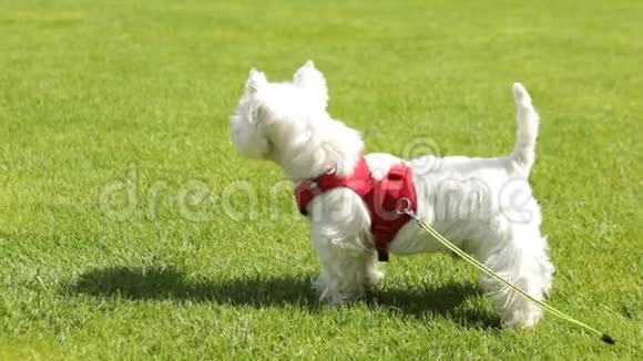 活跃的小狗西兰白梗站在绿草地户外和吠叫录像片段视频的预览图