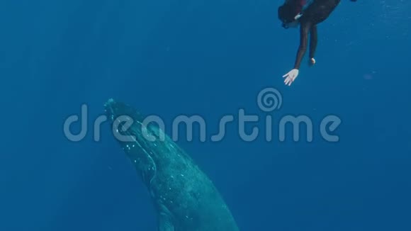 女孩与鲸鱼浮潜惊人的射击一个gopro是一个亚洲自由人游泳旁边的宏伟座头鲸视频的预览图