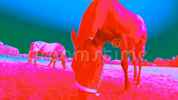 草地放牧的红外扫描热像机的使用视频的预览图