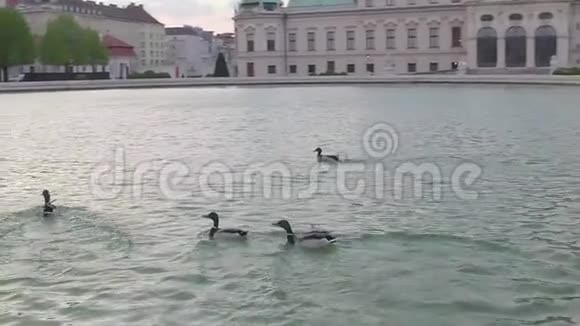 湖里有鸭子视频的预览图