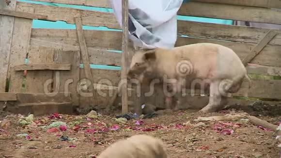 猪在乡下猪圈玻利维亚视频的预览图