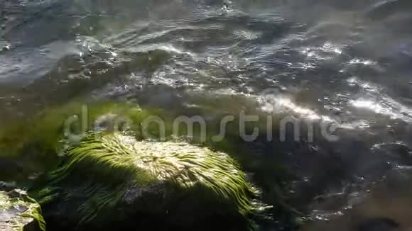 海浪拍打着覆盖着绿藻的湿巨石视频的预览图