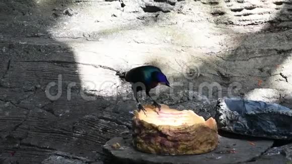 亚洲有光泽的星鸟在热带雨林中吃着食物视频的预览图