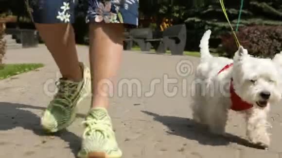 可爱的狗威斯特赫兰白色猎犬走在城市周围的皮带视频片段视频的预览图