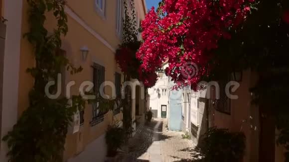 在葡萄牙卡斯卡斯的一条狭窄的街道上缓慢地淘出紫色的花视频的预览图