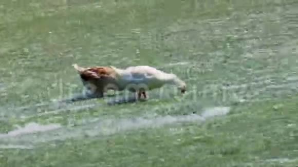 一家家鸭在河里凉快地觅食视频的预览图