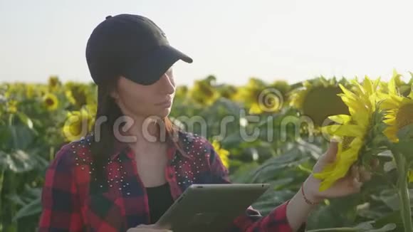 农民女孩在向日葵田用平板电脑检查盛开的向日葵计划收获农业概念视频的预览图