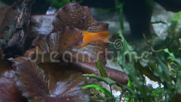 水族馆小橘子鱼游泳在玻璃后面射击特写镜头视频的预览图