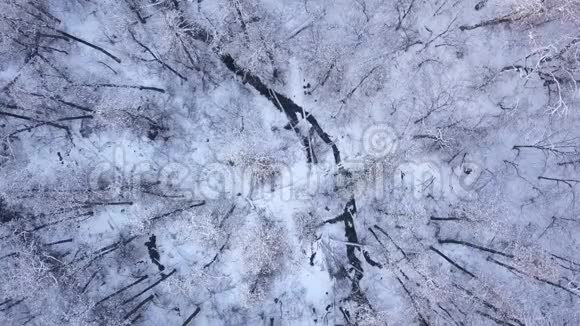 冬天森林里覆盖着霜冻的树木4K视频240fps2160p视频的预览图