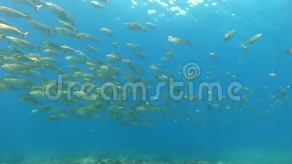 水下自然蓝色海水中的黄带鱼学校视频的预览图