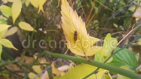 一只棕色叶子甲虫坐在一片树叶上的特写镜头视频的预览图